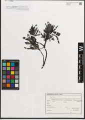 Foto von Salix L.